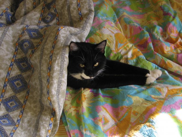 вот так он ухитряется сам укрываться одеялом, остается загадкой, как ему это удается :)