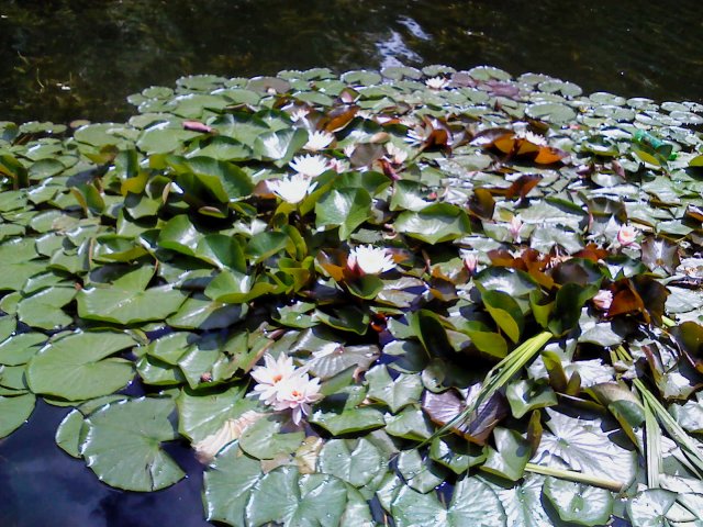 В нашем парке отдыха есть пруд.А в пруду - лилии, они распустились.