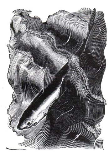 Иллюстрация к рассказу Л. Толстого "Акула" 1929 г.