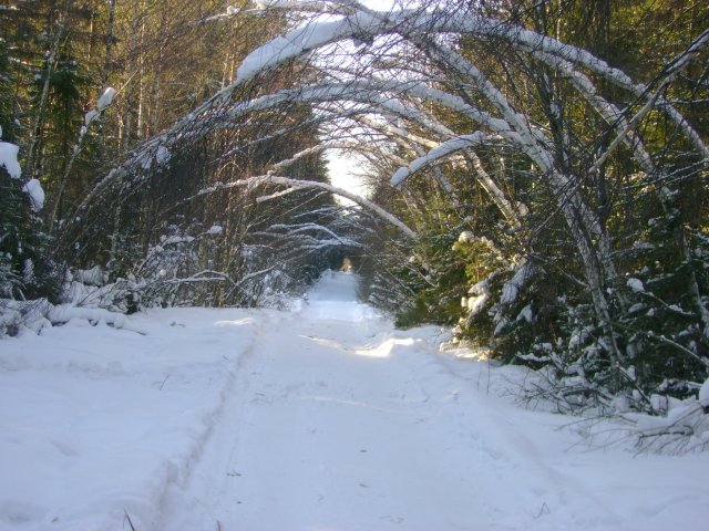Зимние коридоры создает сама матушка Природа.