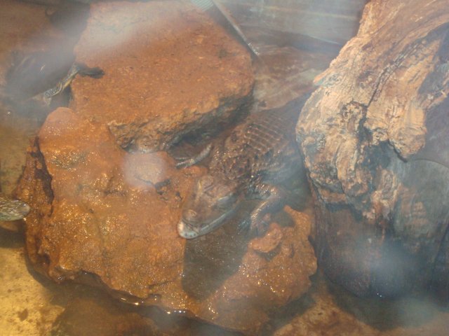 дружит с черепахой (в верхнем левом углу видна), которая отбирает у него еду
