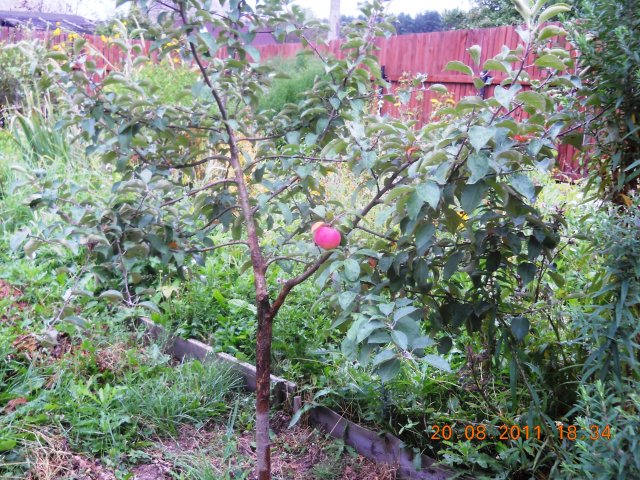 Первый урожай на молодой яблоньке!